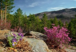 Викторина «Интеллектуальный марафон по Забайкальскому краю»