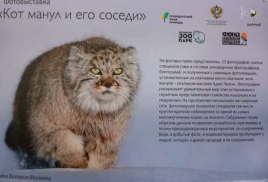 Фотовыставка «Манул и его соседи»